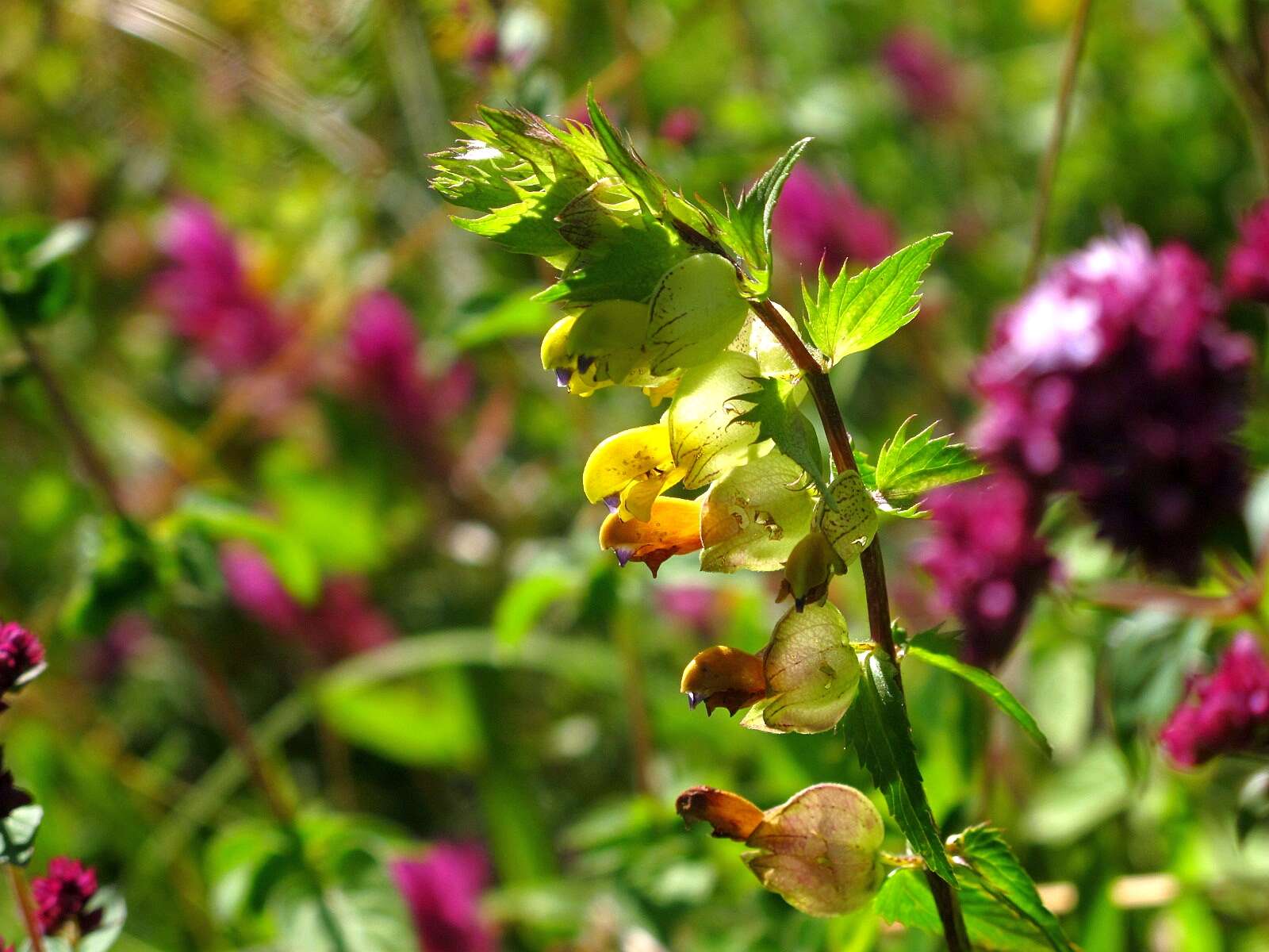 Image of Yellow rattle