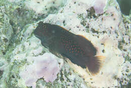 Image of Red-streaked Blenny