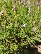 Image of Osteospermum acutifolium (Hutch.) Norlindh