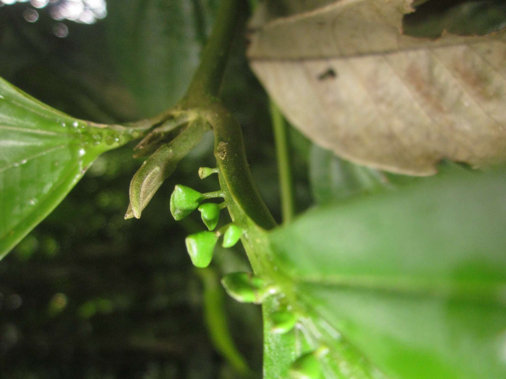 Plancia ëd Miconia spennerostachya Naud.