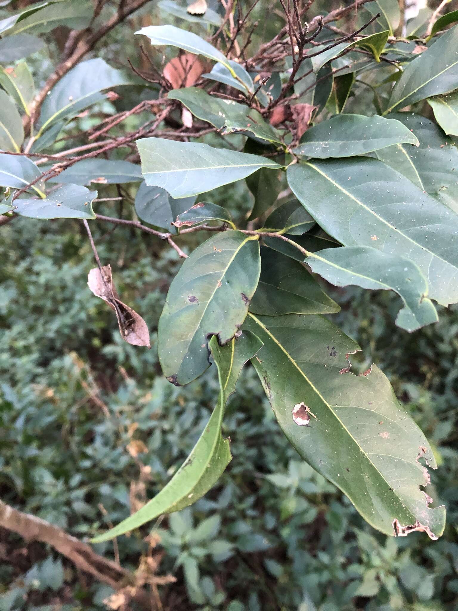 Diospyros fasciculosa (F. Muell.) F. Muell.的圖片