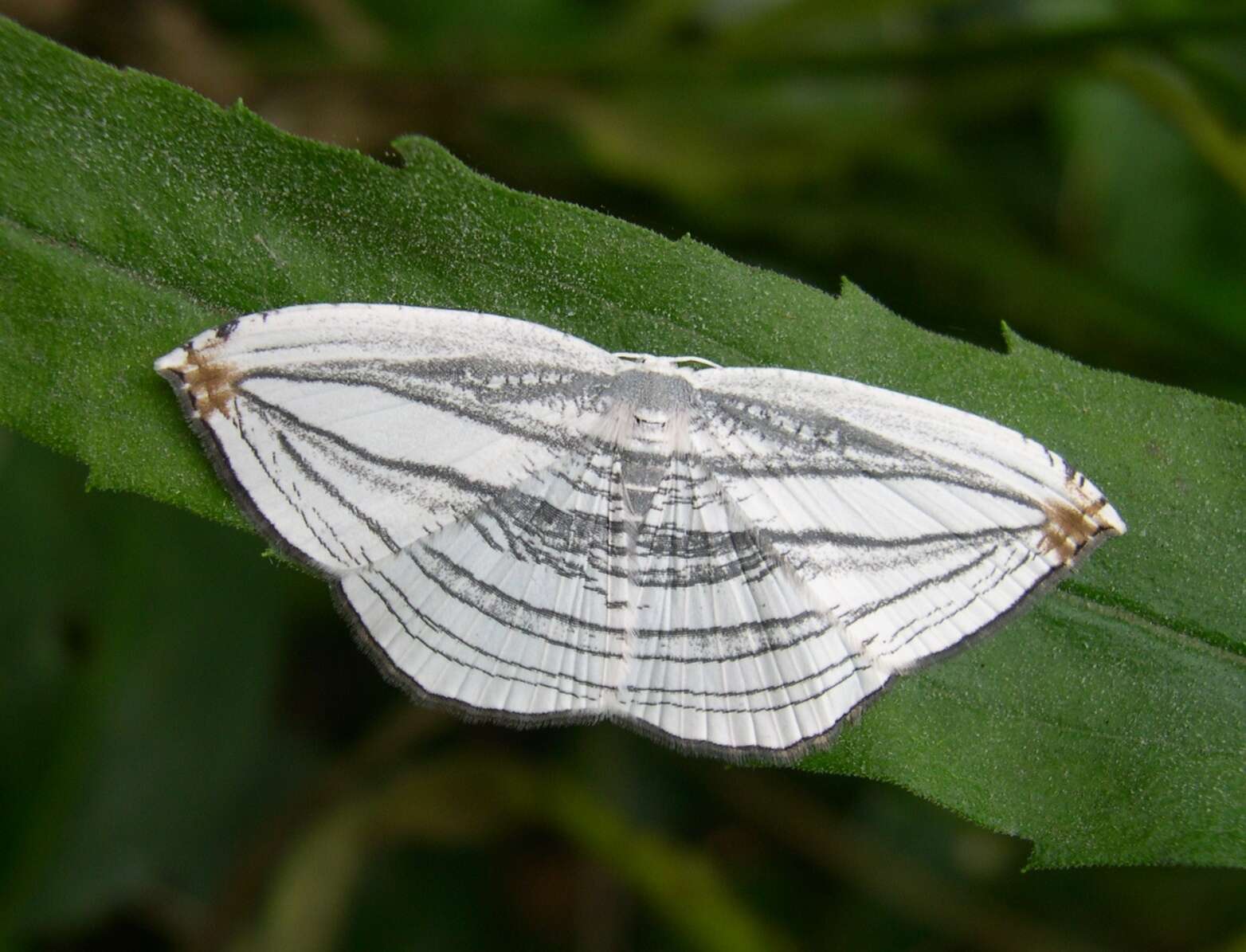 Image of Acropteris iphiata Guenée