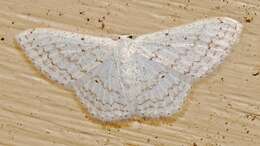 صورة Idaea tacturata (Walker 1861)