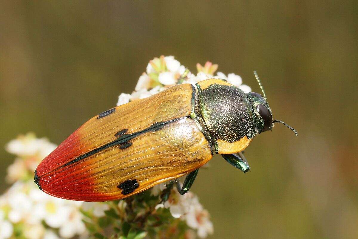 Image of Temognatha variabilis (Donovan 1805)