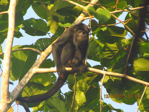 Image of Black and Red Howler