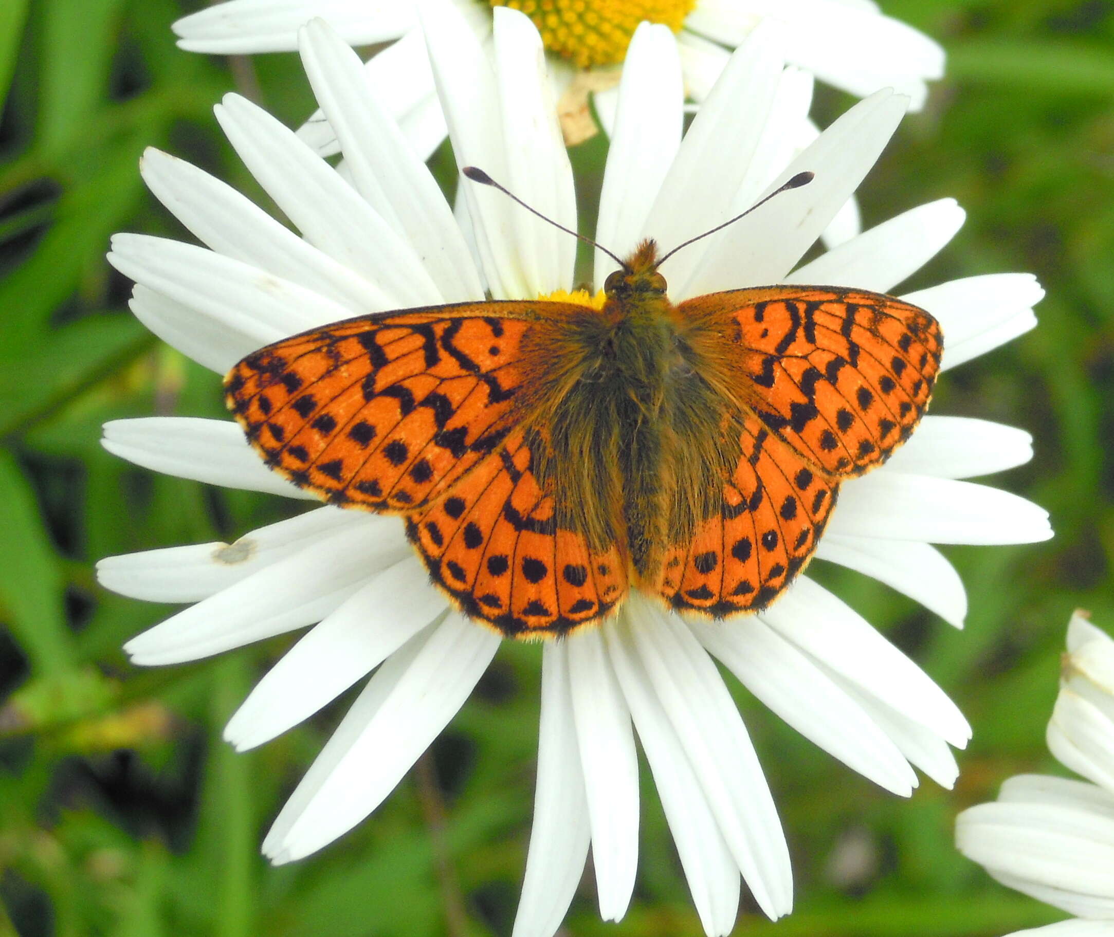 Image of cranberry fritillary