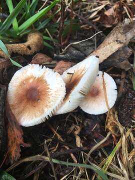 Image of Lepiota rubrotinctoides Murrill 1912