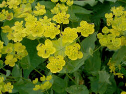 صورة Bupleurum longifolium subsp. aureum (Fisch ex Hoffm.) Soó