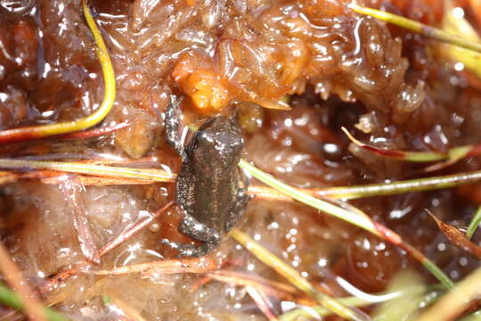 صورة Capensibufo tradouwi (Hewitt 1926)