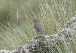 Image of Black-billed Shrike-Tyrant