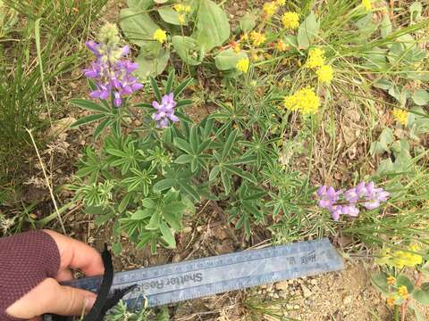 Image of subalpine lupine