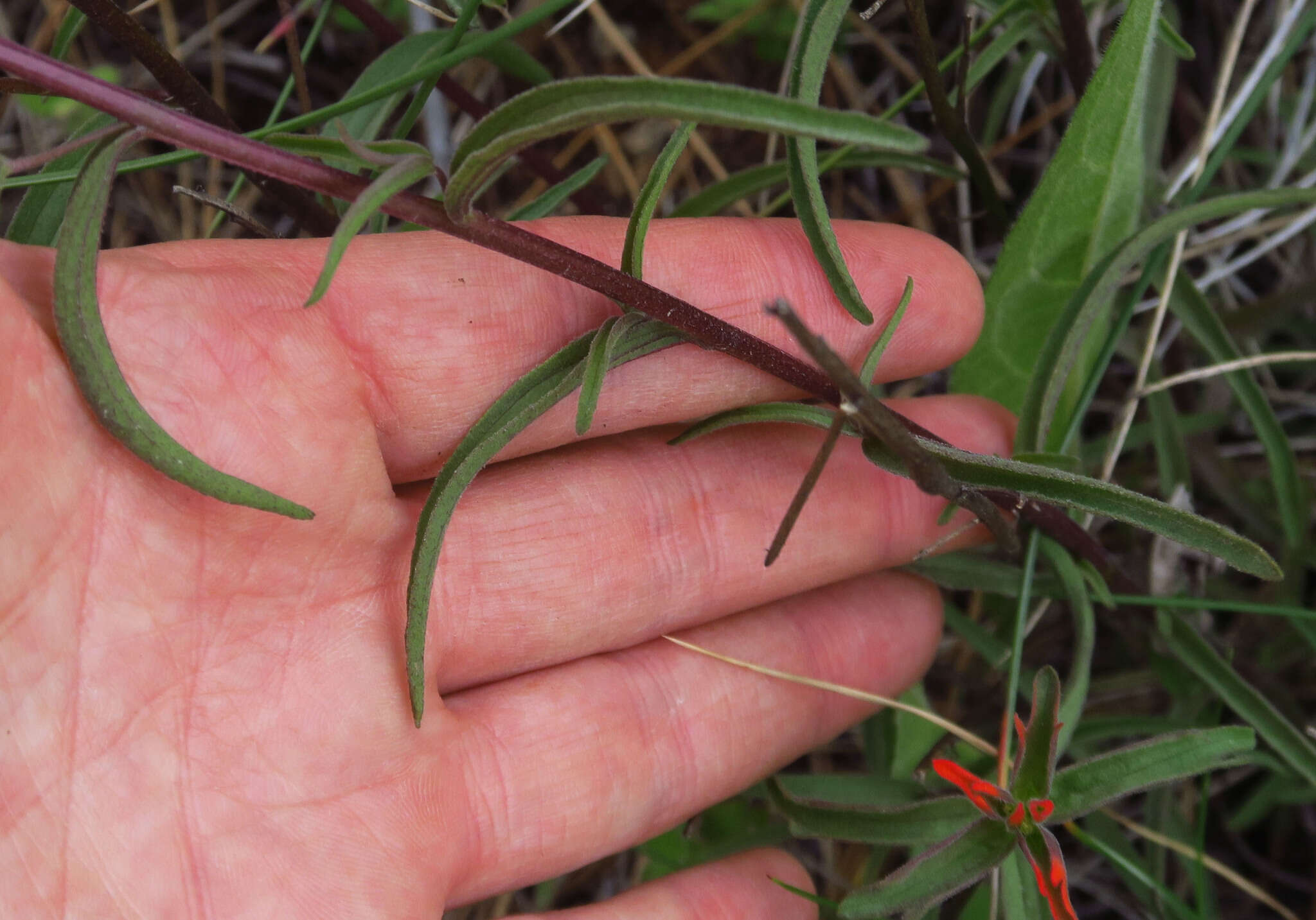 Слика од Castilleja pruinosa Fern.