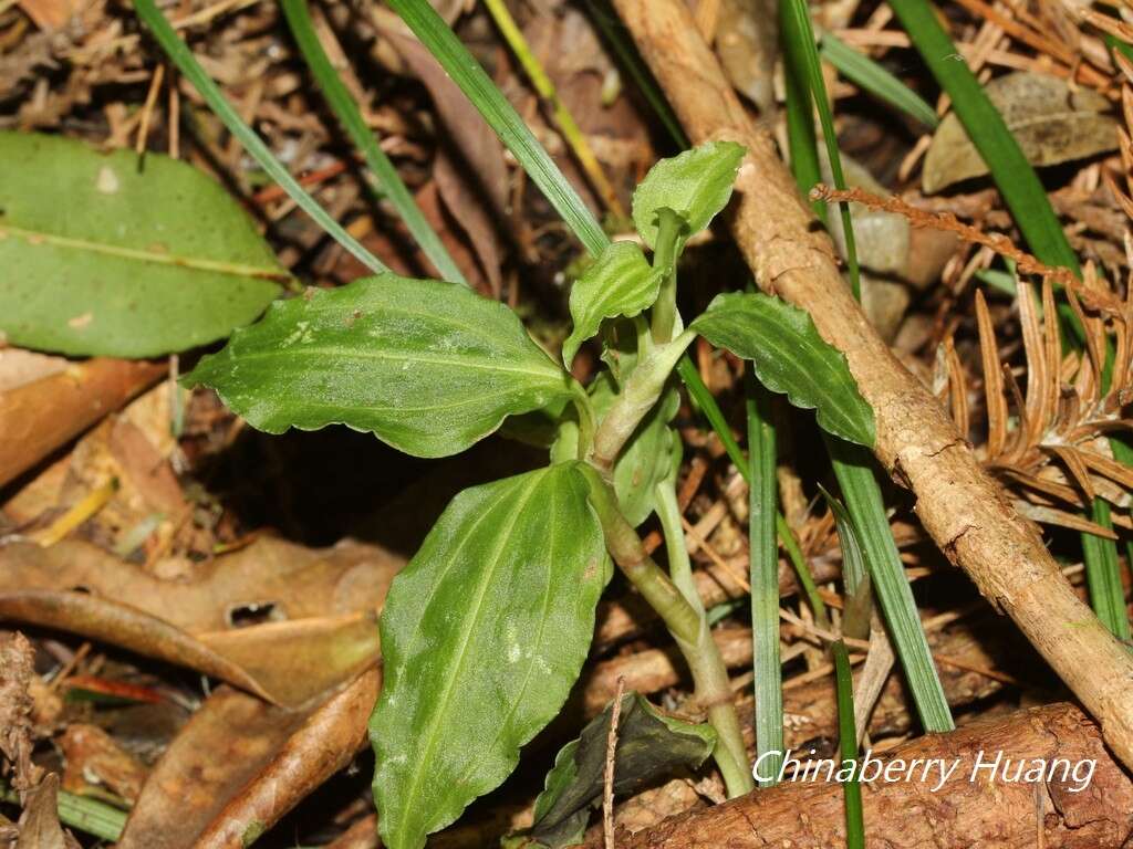 Image of Goodyera henryi Rolfe