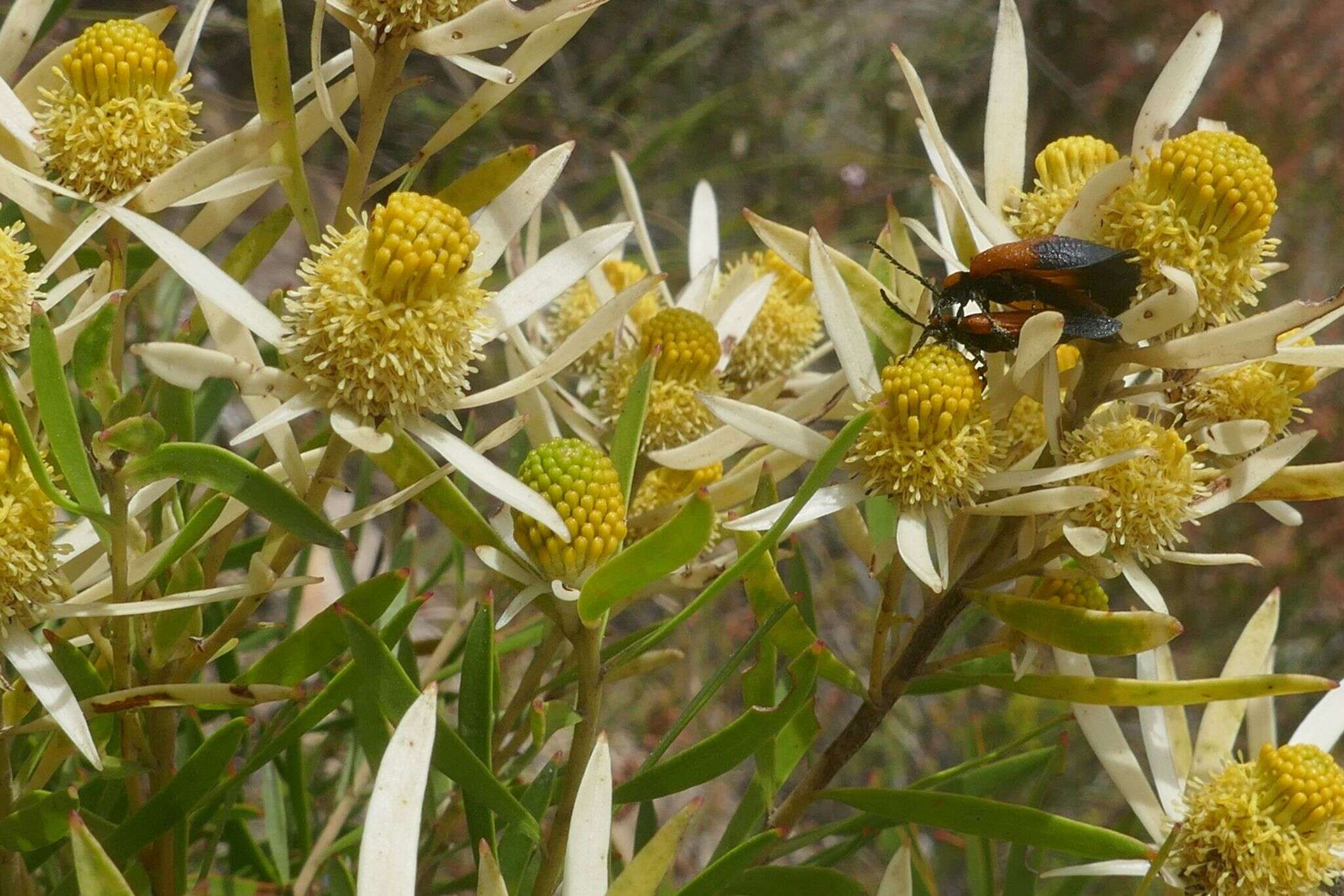 Image of Leucadendron spissifolium subsp. phillipsii (Hutch.) I. Williams