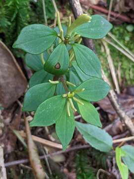 Image of Peperomia palmana C. DC. ex Th. Dur. & Schinz