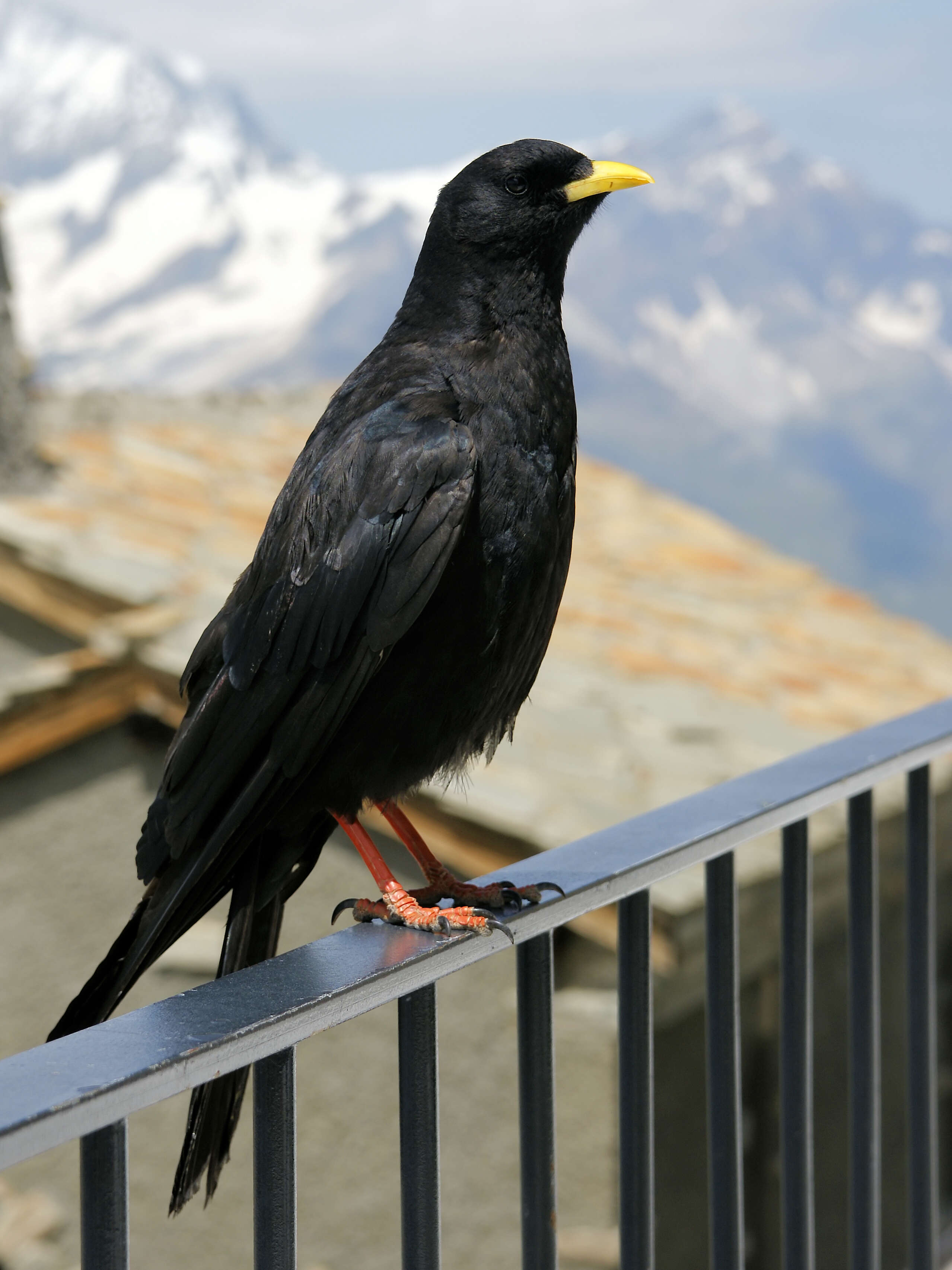 Image of Alpine Chough