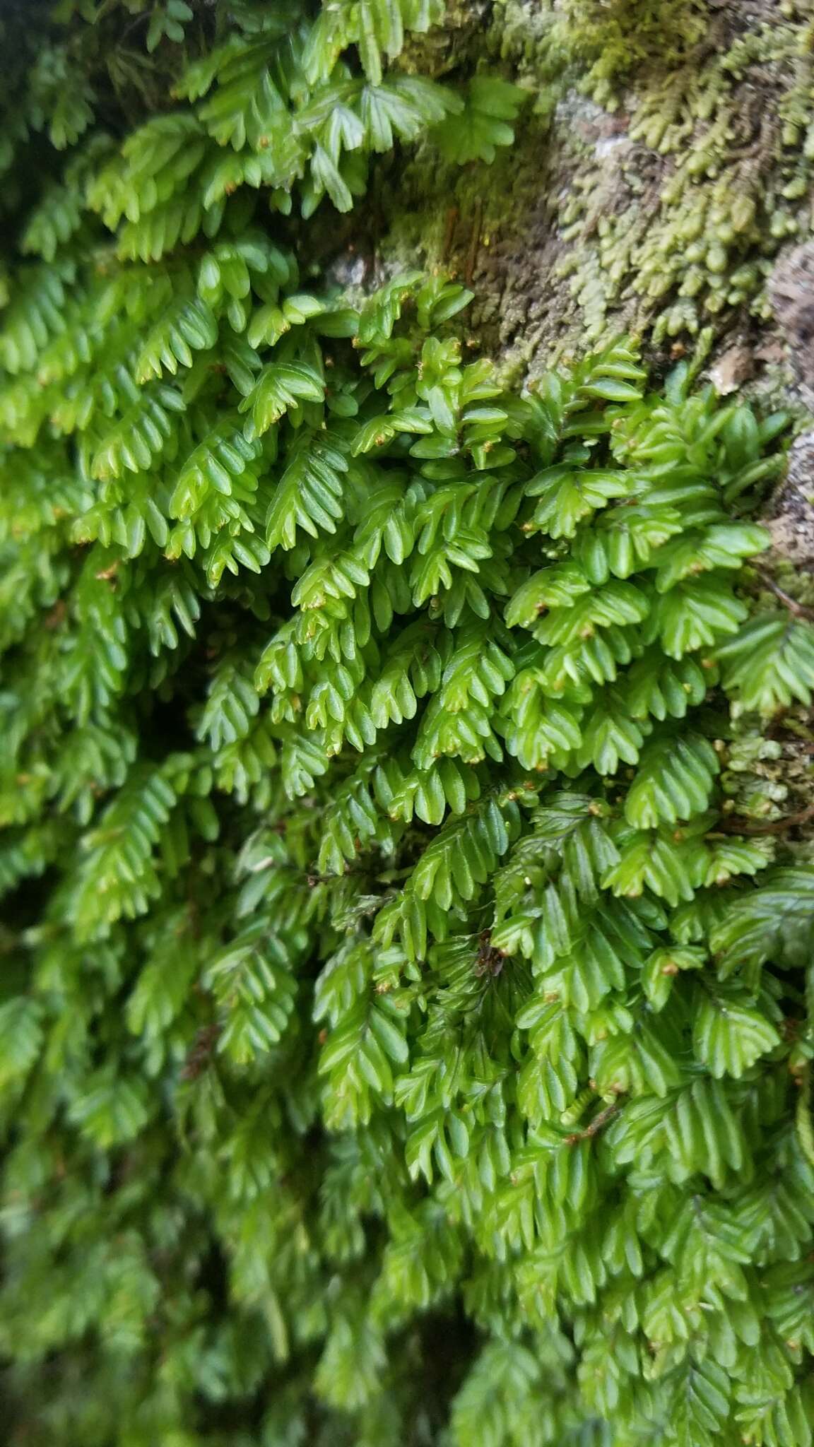 Image of Hymenophyllum caespitosum Gaud.