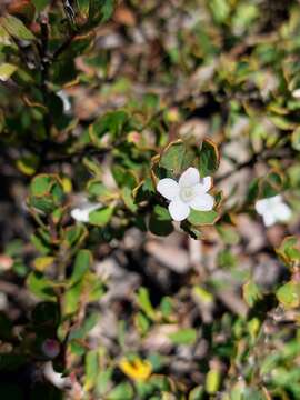 Image of Philotheca obovalis (A. Cunn.) Paul G. Wilson