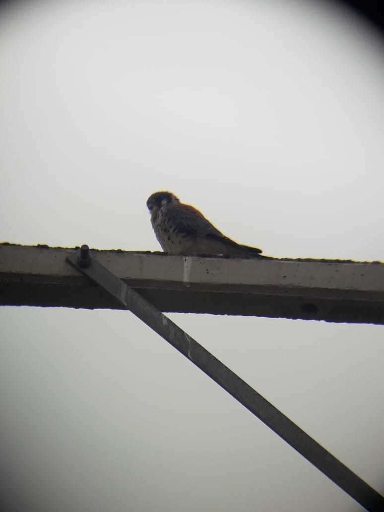 Image of Falco sparverius cinnamominus Swainson 1838