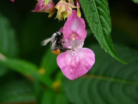 Image of Himalayan balsam