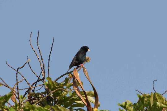 Image of Village Indigobird