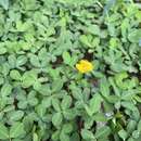 صورة Arachis repens Handro