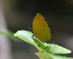 Image de Yasoda tripunctata (Hewitson 1863)