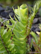 Image of Nephrolepis abrupta (Bory) Mett.