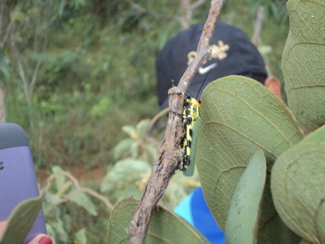 Image of Zoniopoda danottei Carbonell 2007