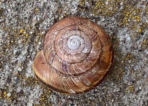 Image of <i>Monadenia fidelis minor</i>