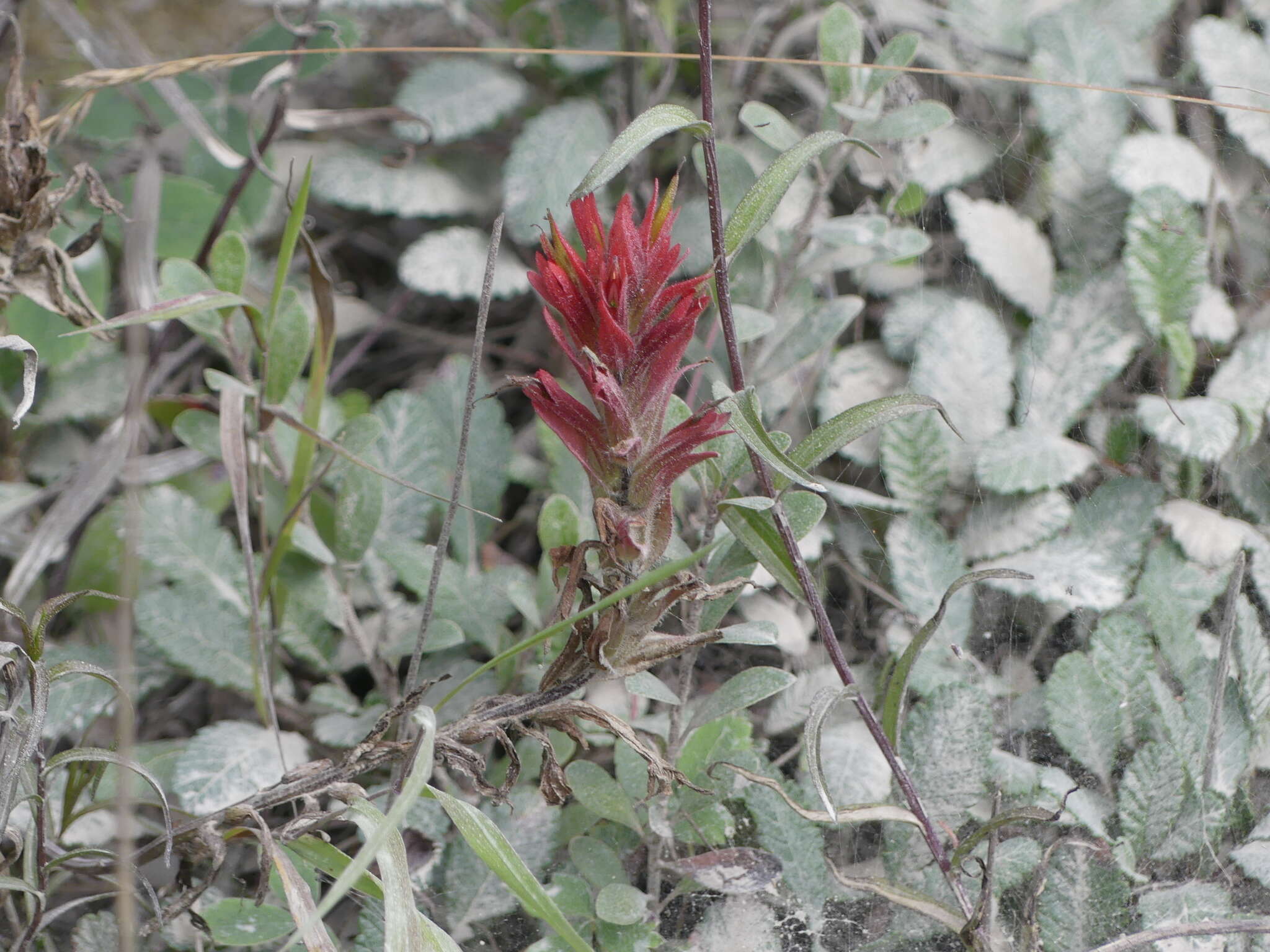 Image of Castilleja purpurascens Greenman