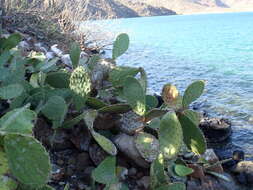 Image of Opuntia tapona Engelm. ex Coult.