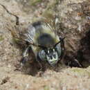 Слика од Anthophora retusa (Linnaeus 1758)