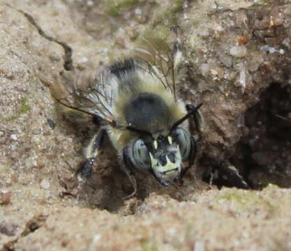 Слика од Anthophora retusa (Linnaeus 1758)