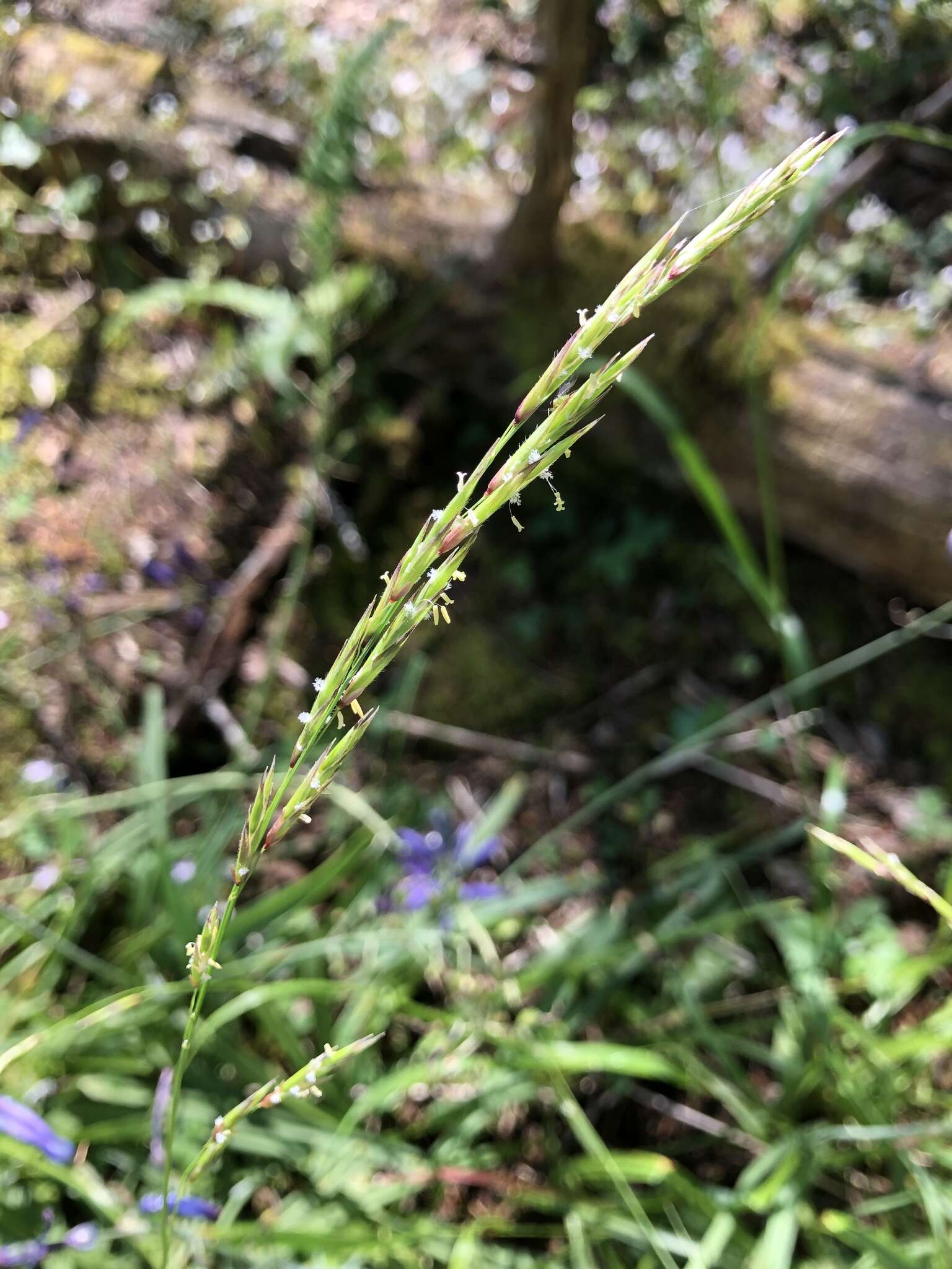 Image of Alaska oniongrass