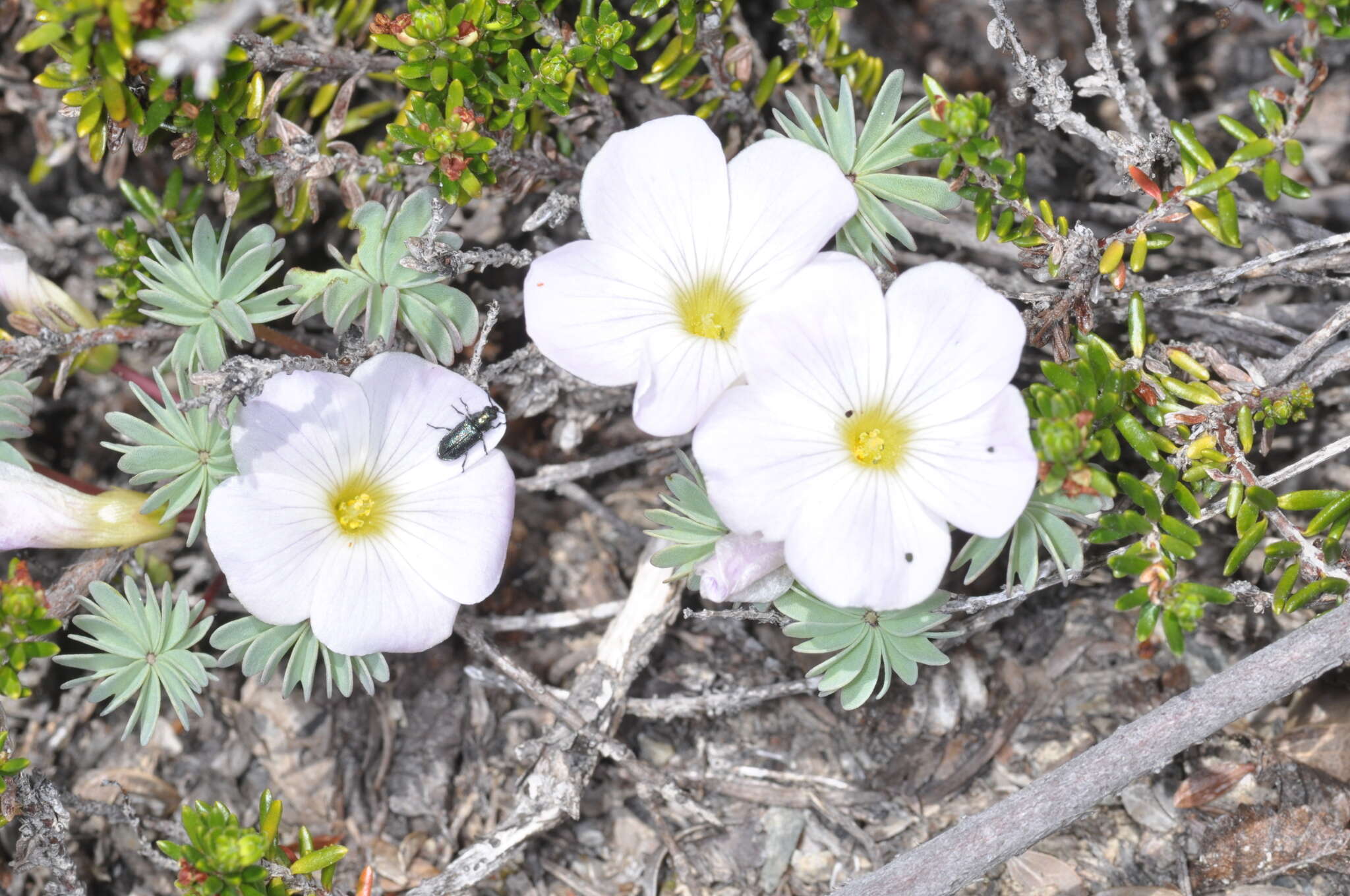 Слика од Oxalis adenophylla Gill.