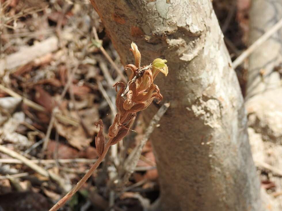 Imagem de Aulosepalum hemichrea (Lindl.) Garay