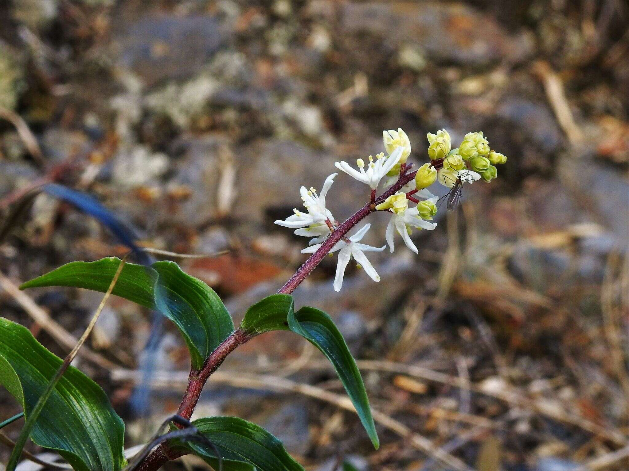 Imagem de Maianthemum formosanum (Hayata) La Frankie