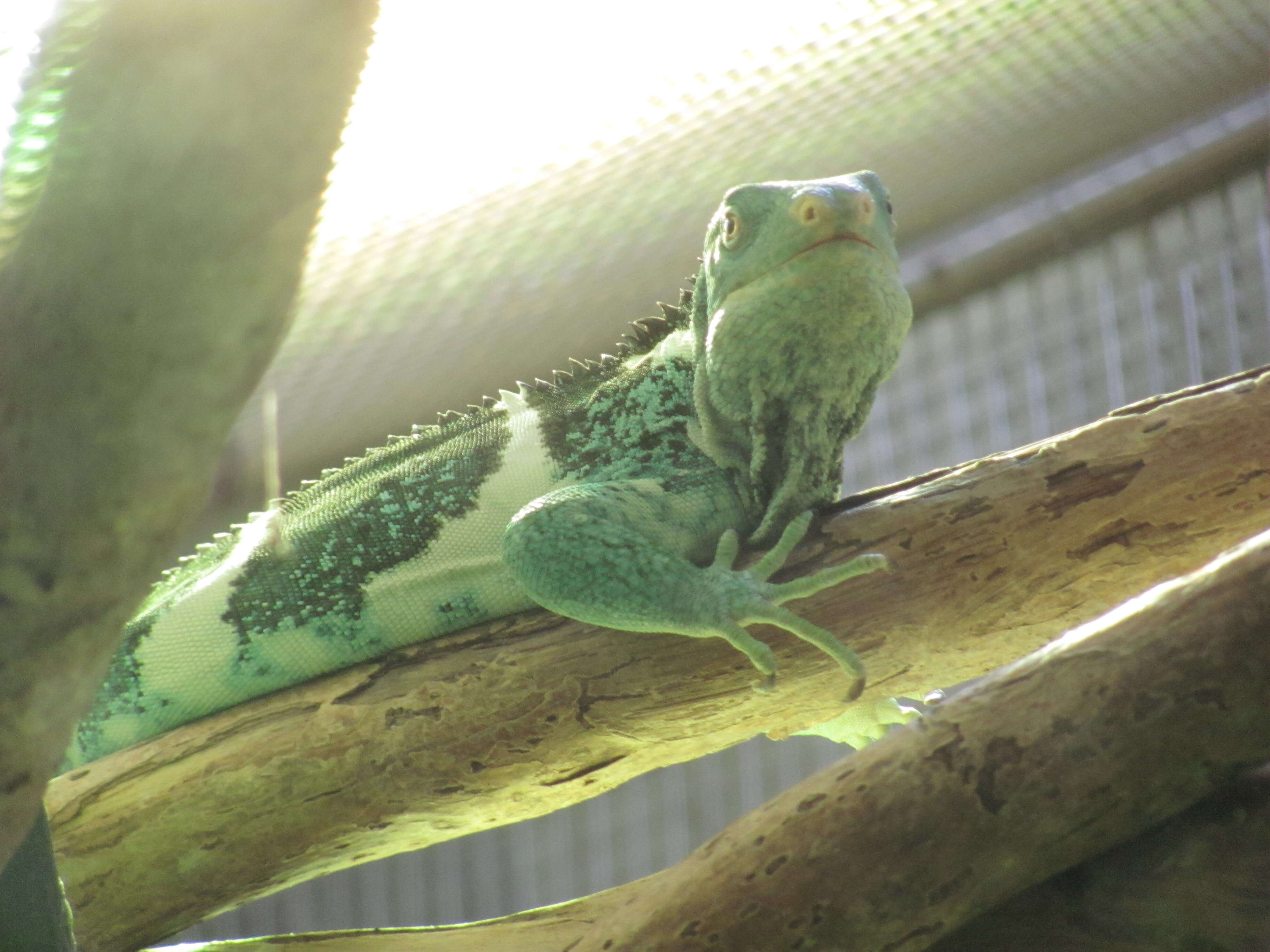 Image of Fiji iguanas