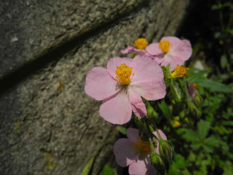 Image of Helianthemum nummularium subsp. berteroanum (Bertol.) Breistr.