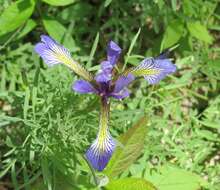 Imagem de Iris prismatica Pursh