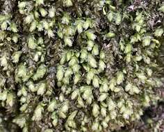 Image of aulacomnium moss