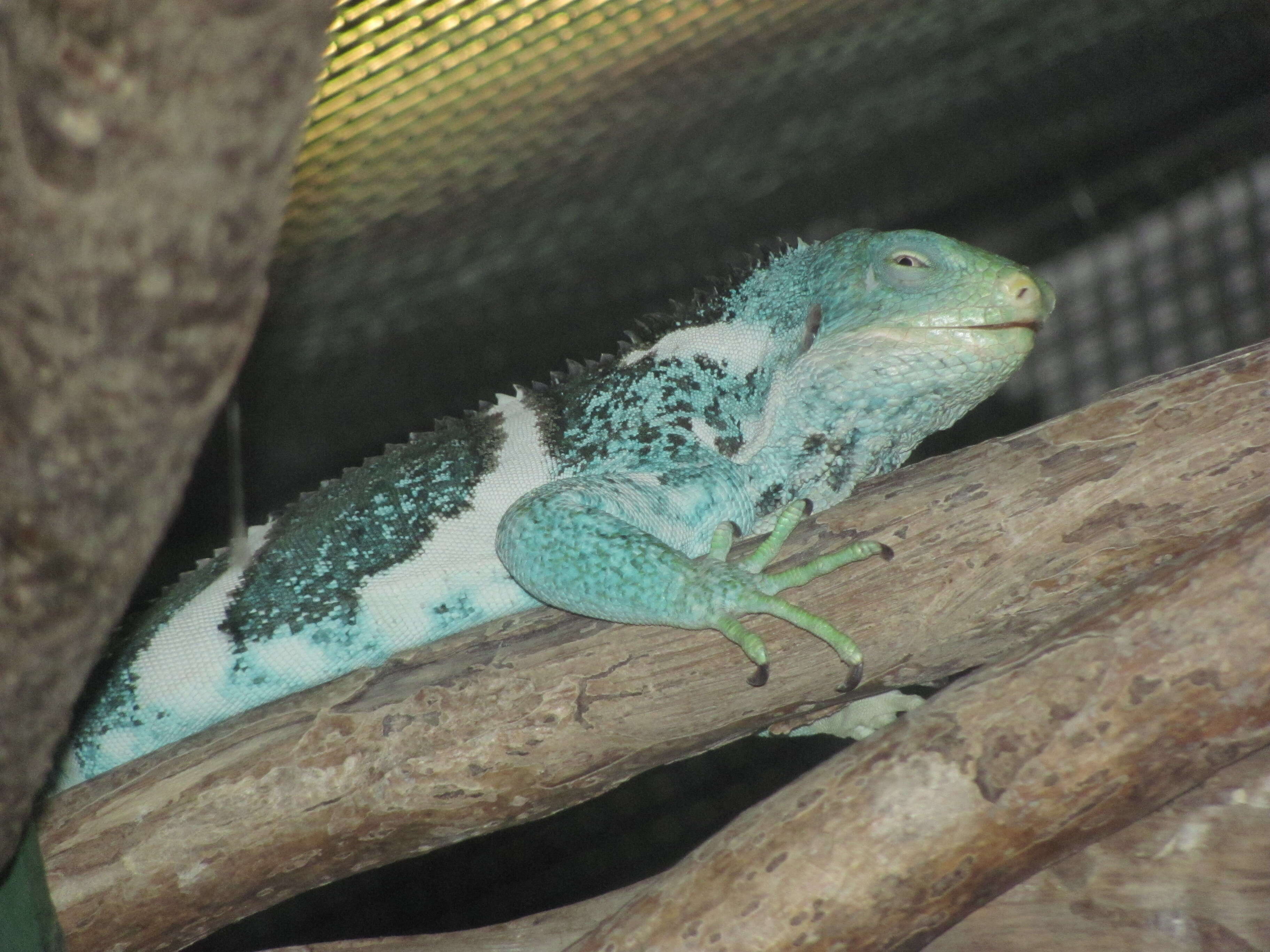 Image of Fiji iguanas