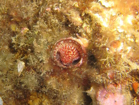 Image of Giant Worm Shell