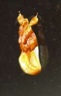 Image of Habroscopa iriodes Meyrick 1884