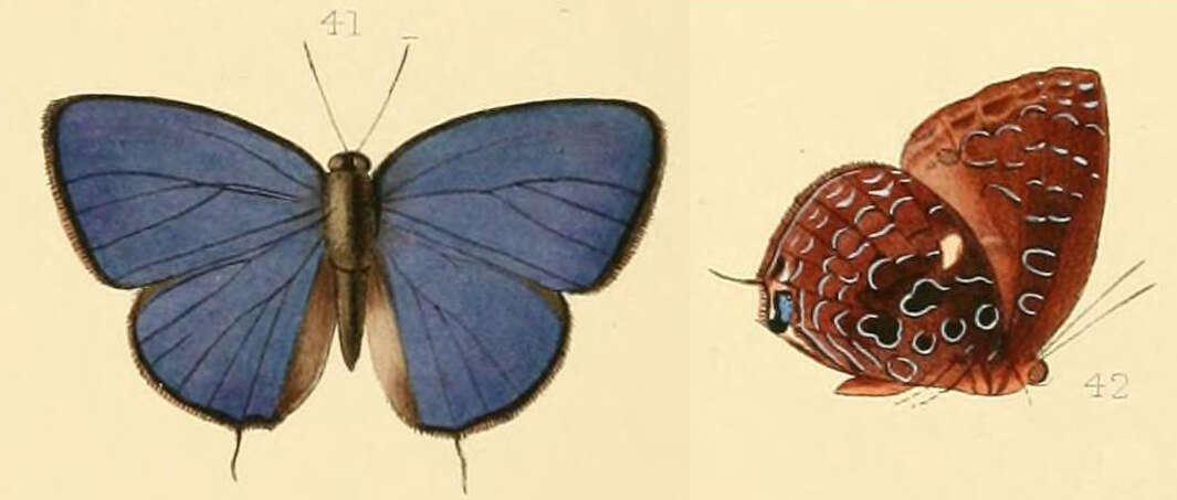 Image of Arhopala myrzala (Hewitson 1869)