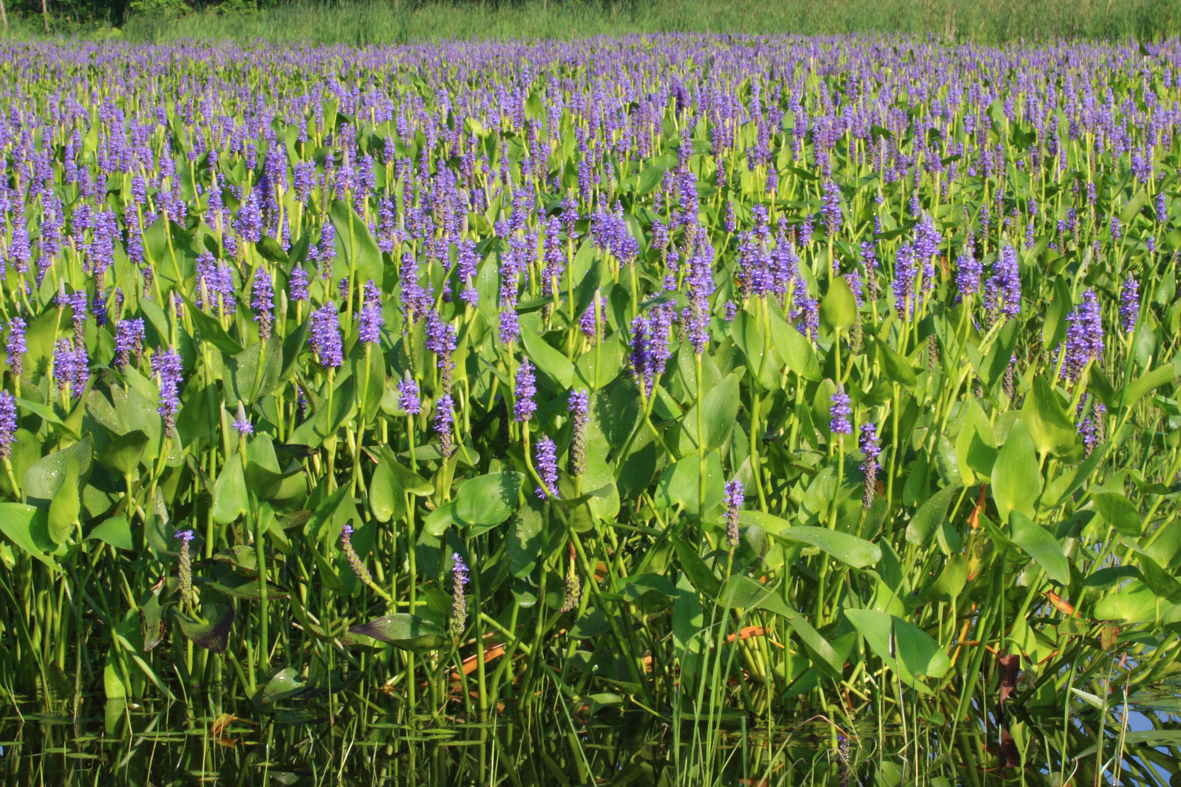 Image of pickerelweed