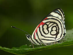 صورة <i>Diaethria <i>candrena</i></i> candrena