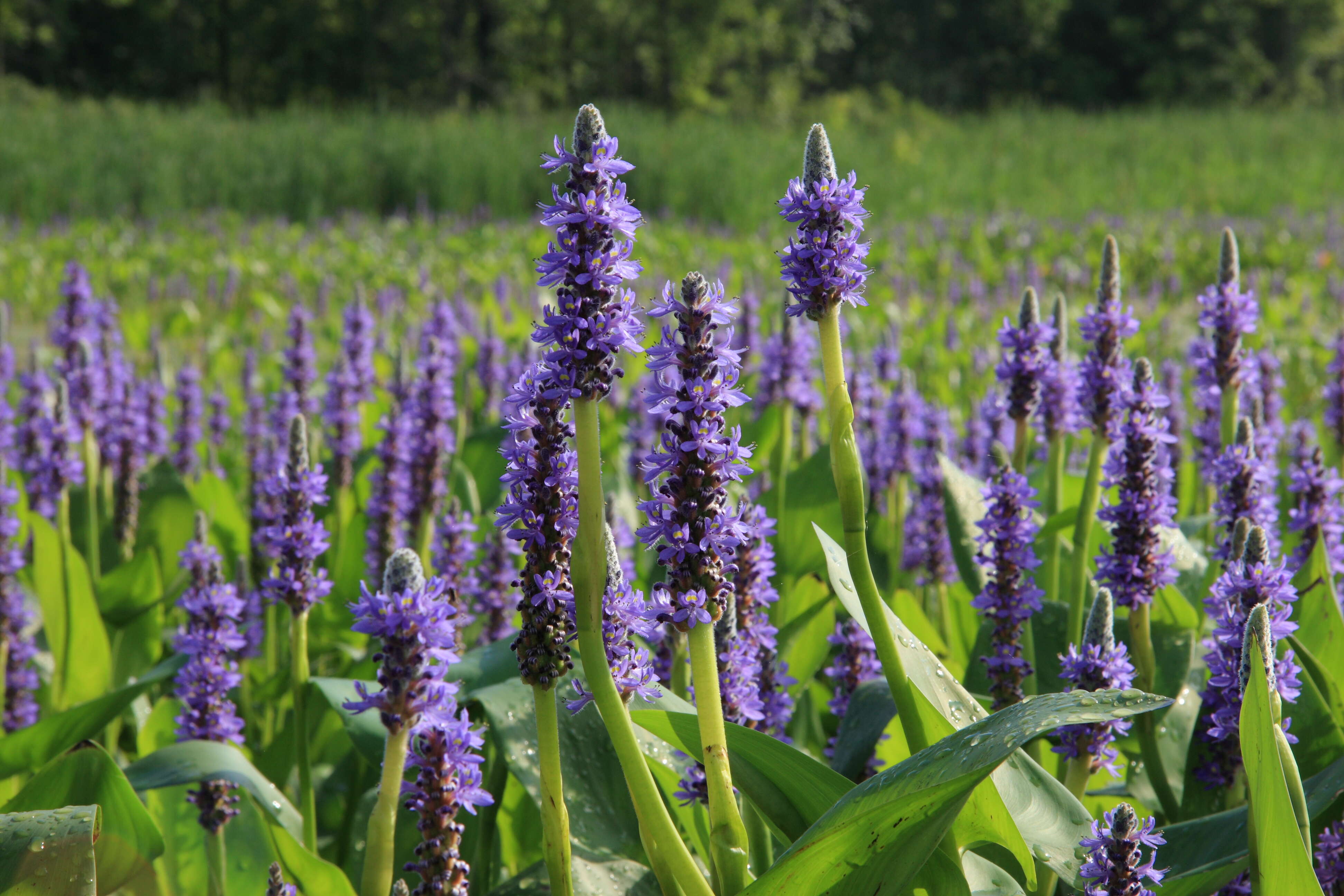 Image of pickerelweed