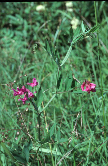 Imagem de Lathyrus palustris L.